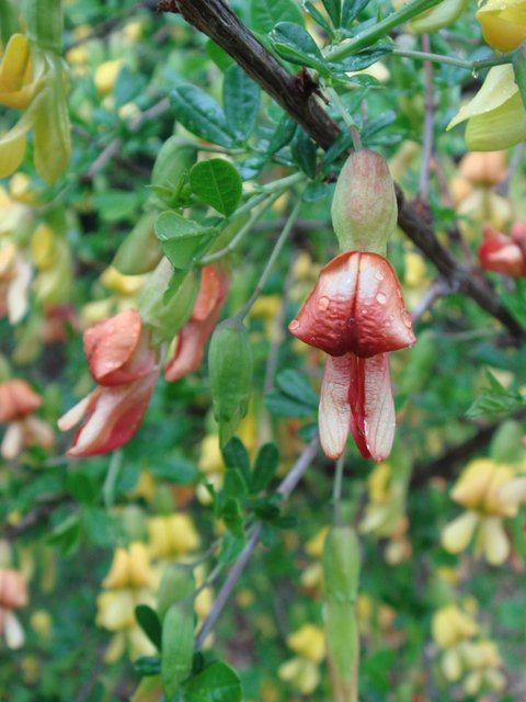 Caragana sinica fleur P2C